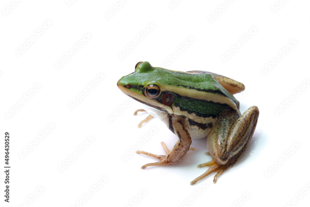 Green paddy frog ,Leaf frog, Common green frog,  Tree frog, (Hylarana erythraea) a small amphibian species isolated on white background.