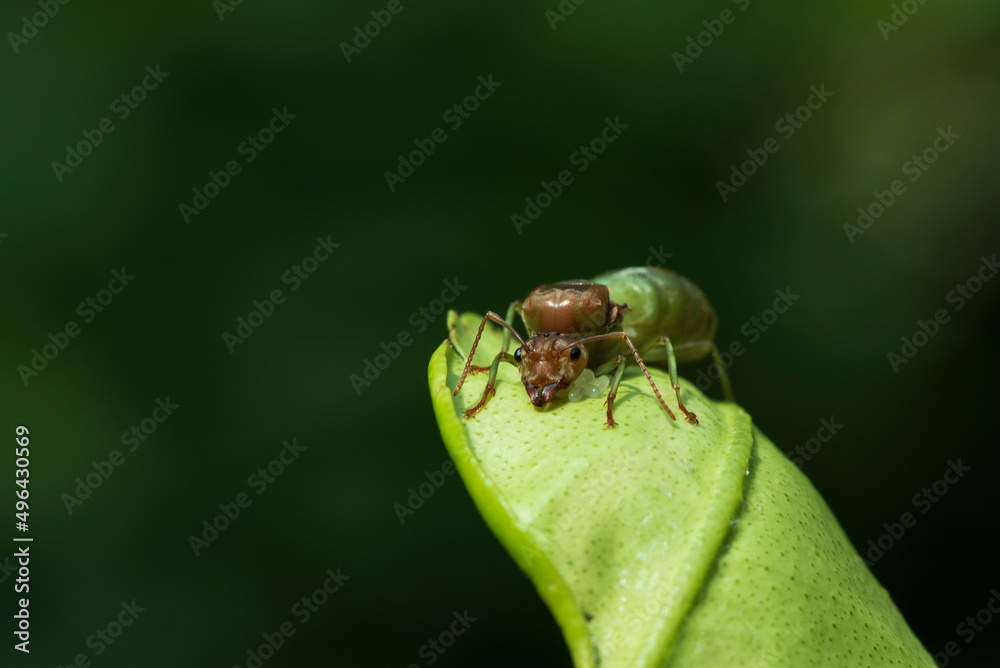 Weaver ants,Green ants (Oecophylla smaragdina) on green leaves. Weaver ants,Green ants (Oecophylla smaragdina) on green leaves.