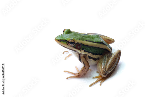 Green paddy frog ,Leaf frog, Common green frog, Tree frog, (Hylarana erythraea) a small amphibian species isolated on white background.