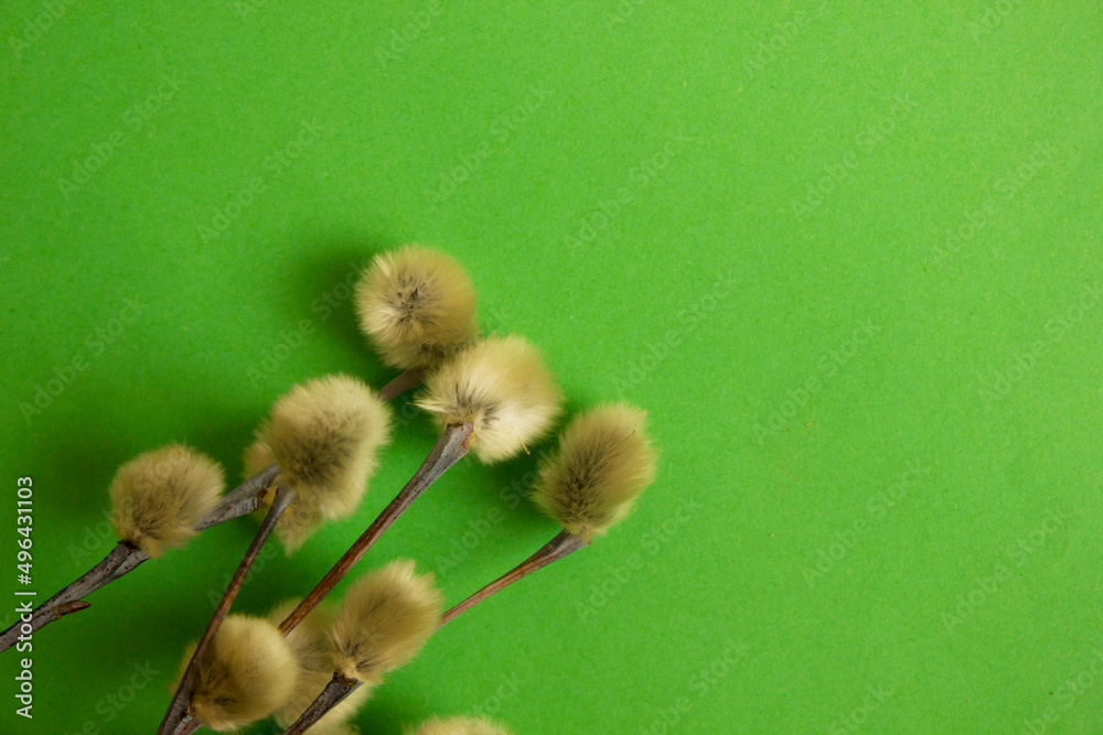 Bouquet of willow on a green background. Beautiful fluffy sprigs of willow, blooming on a pink table, view from above. Easter flower card, spring flowers and plants. Copy space