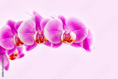 Beautiful orchid on pink background. Phalaenopsis in bloom
