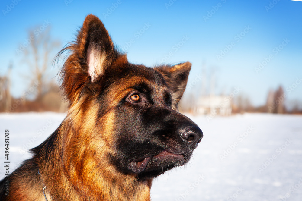 Portrait of a German Shepherd dog in winter, against the backdrop of a snow. Portrait of a German Shepherd dog in winter, against the backdrop of a snow.