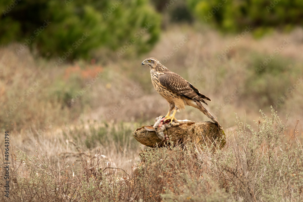Young male Northern goshawk eating a prey in an oak and pine forest in the last light of the afternoon Young male Northern goshawk eating a prey in an oak and pine forest in the last light of the afternoon