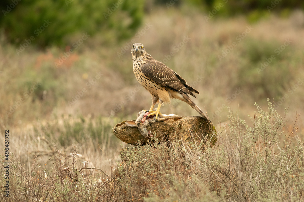 Young male Northern goshawk eating a prey in an oak and pine forest in the last light of the afternoon Young male Northern goshawk eating a prey in an oak and pine forest in the last light of the afternoon