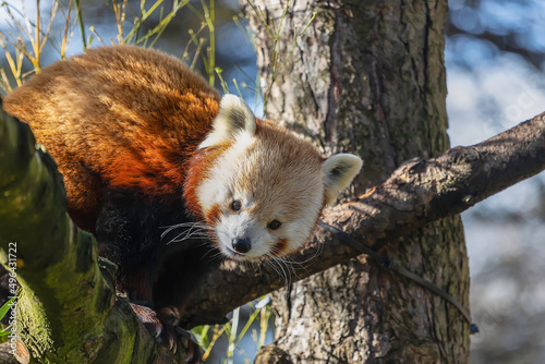 Red Panda