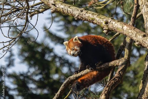 Red Panda