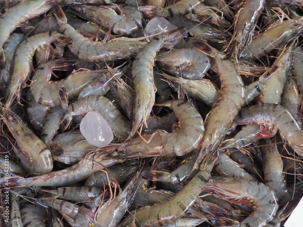 Naklejka premium fresh shrimps on the market
