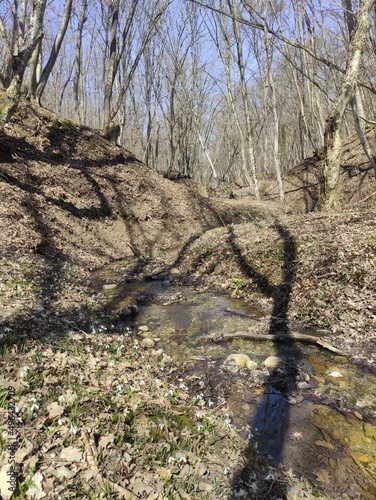 river in the woods