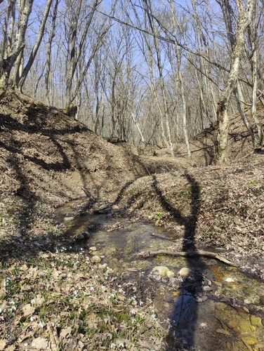 river in the woods
