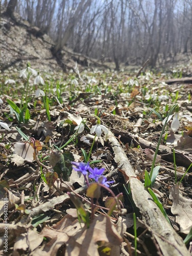 flowers in the forest