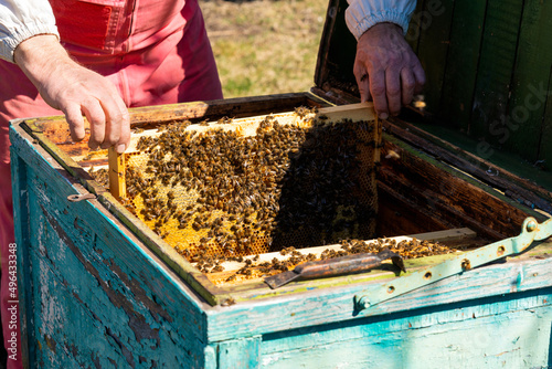 Bee family in evidence on wax honeycombs. Beekeeper and beekeeping