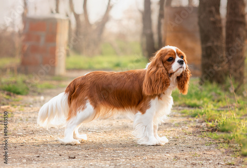 Cuadro en lienzo dog cavalier king charles spaniel walks in spring