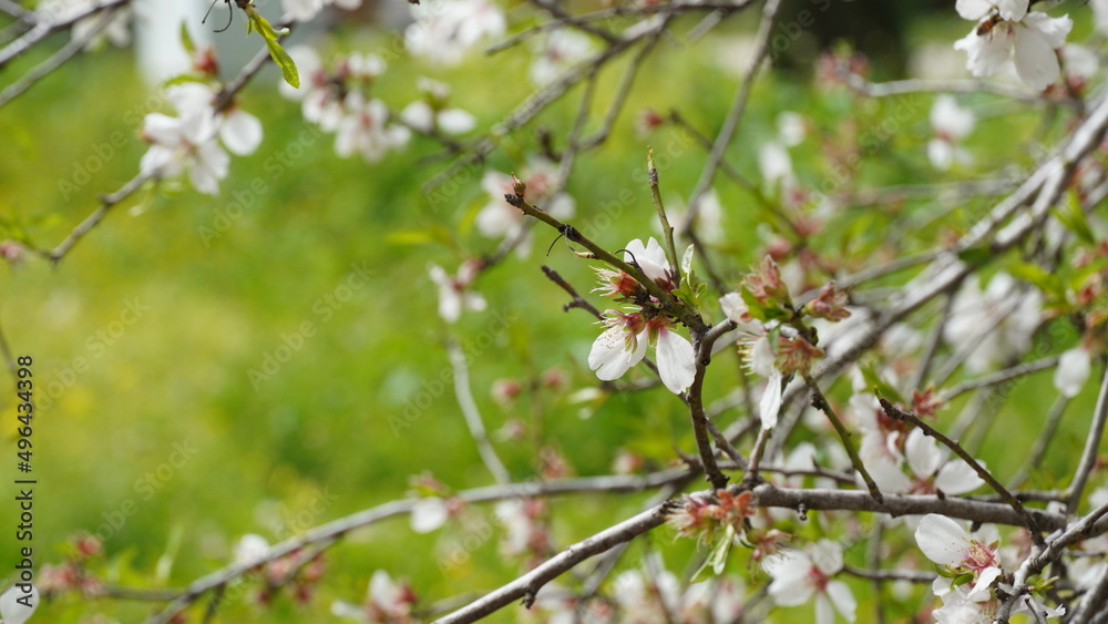 Cluster of almond blossoms in full bloom. Israel Cluster of almond blossoms in full bloom. Israel
