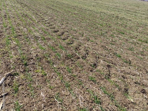 field of corn