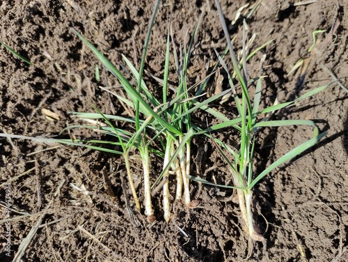 onion in the ground