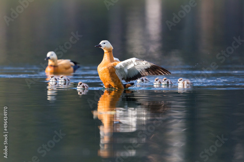 ruddy shelduck familiy (tadorna ferruginea) swimming in water