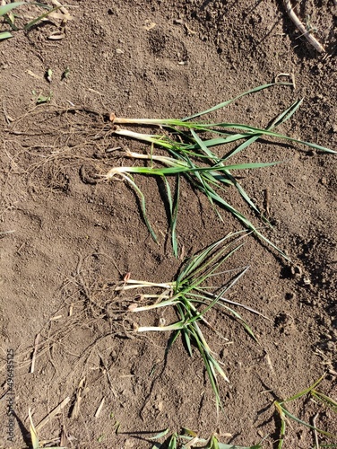 onion in the ground