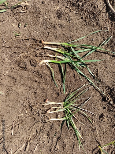 onion in soil