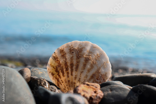 Seashell stuck in pebble, warm colors pebble beach coast and shell, vacation concept, front view, blurred photography, selective focus
