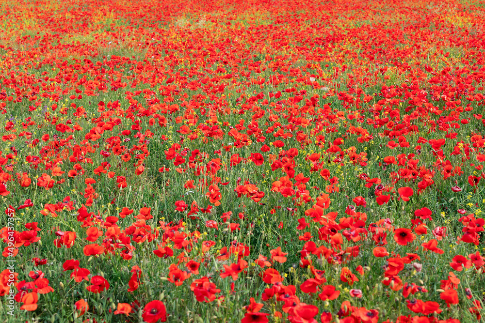 Poppies dominate all other flowers in Tuscan grassy meadows in summer, Italy (Selective Focus)