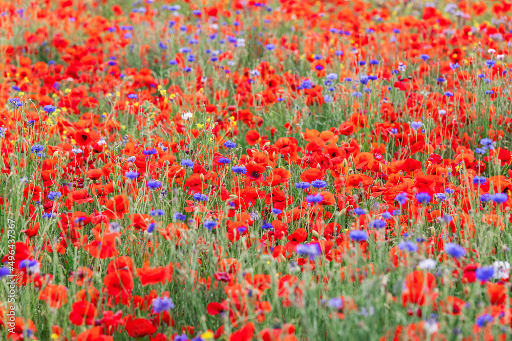 Red poppies and cornflowers on a green field in Tuscany (Selective Focus)