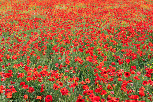 Poppies dominate all other flowers in Tuscan grassy meadows in summer, Italy (Selective Focus)