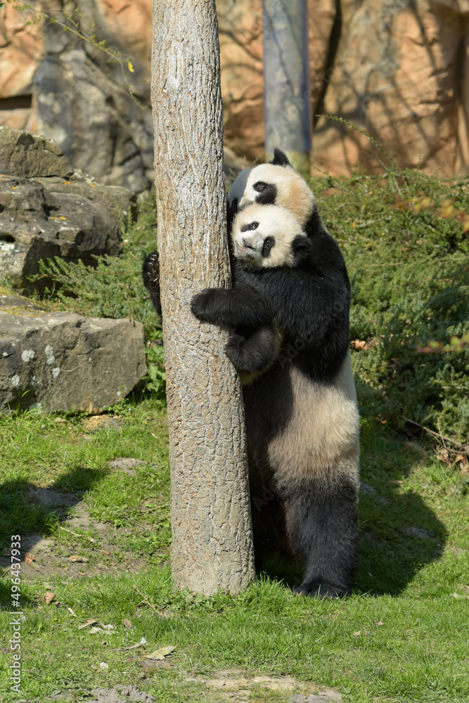 Obraz premium young panda climbing a tree under the supervision of his mother
