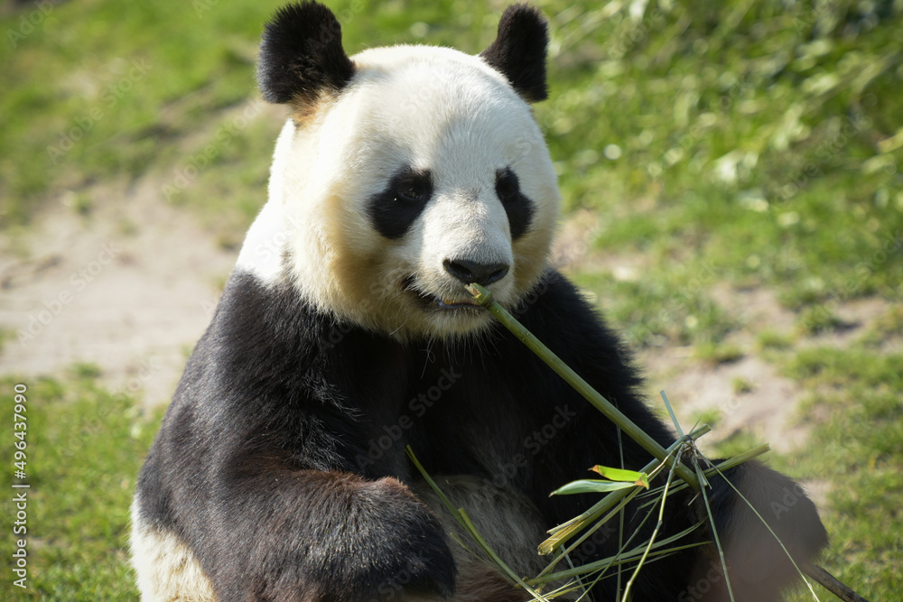 female panda eating bamboo female panda eating bamboo