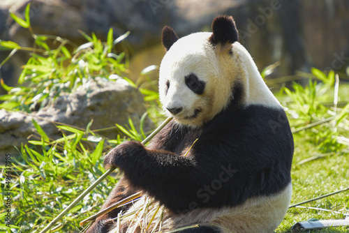 female panda eating bamboo