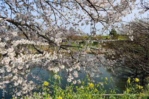 川沿いにすてきに咲くさくら 春の風景