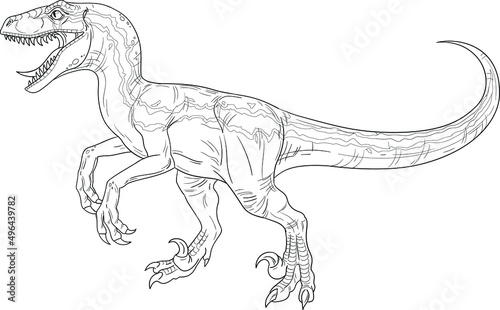 Roaring velociraptor. Jurassic period carnivorous dinosaur. Vector outline isolated photo