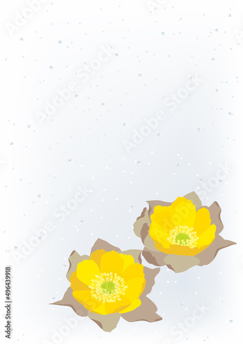 早春の花.福寿草のベクターイラスト
