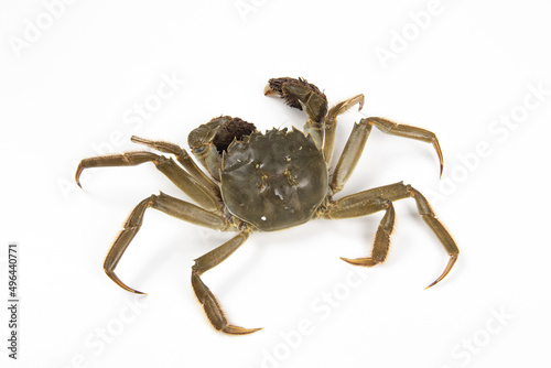 The live hairy crab isolated on white background