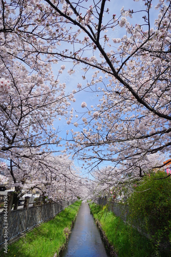 真間川の桜並木　市川市