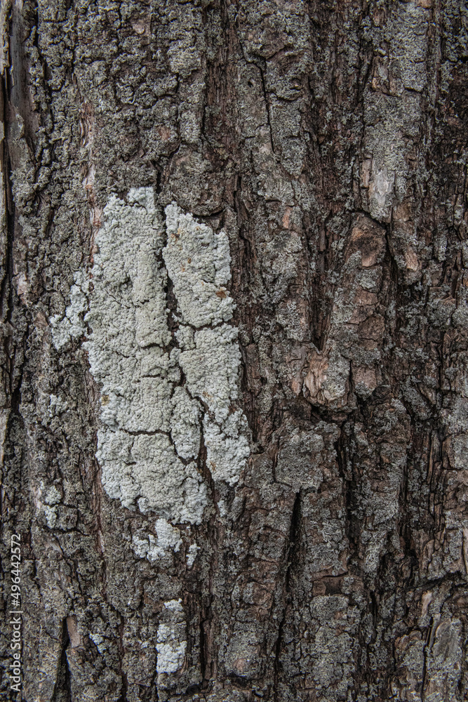 Fototapeta premium 桜の木の表面、テクスチャ