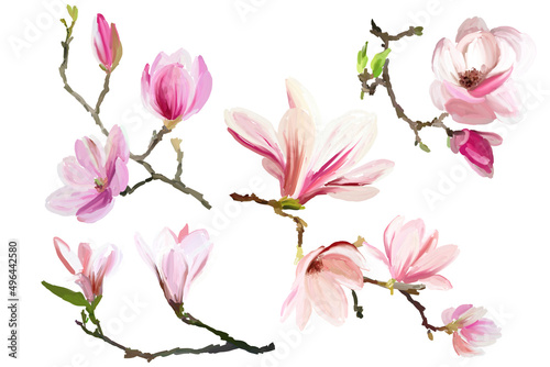 magnolia flowers collection