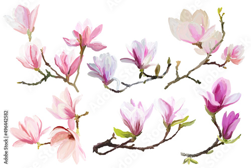 Set of magnolia branches with flowers