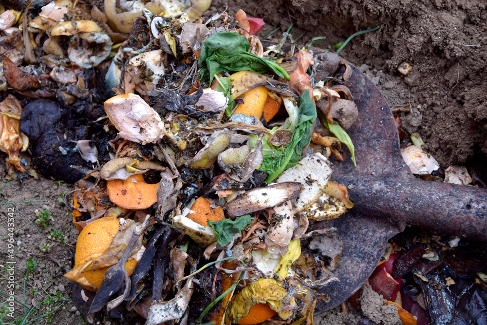 Composting of kitchen waste. Burying fruit, vegetables peels and egg ...
