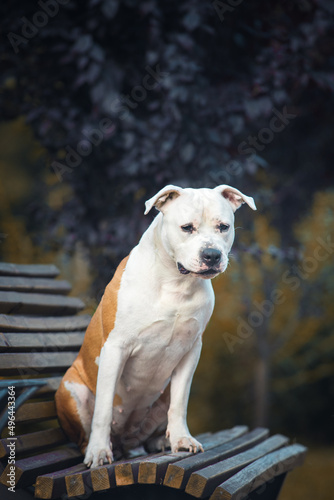 Red white american staffordshire terrier dog sitting on the bench and looking down, on the orange autumn background is tree with dark leaves photo