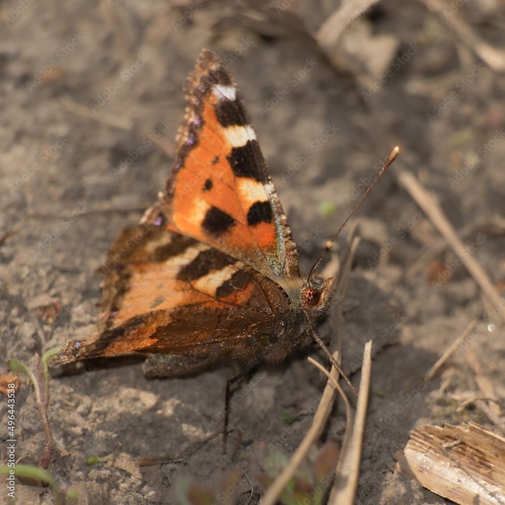 Obraz premium The Eurasian butterfly small tortoiseshell