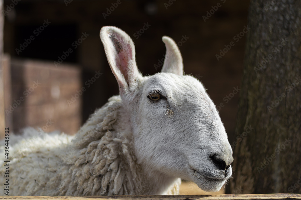A white border leicester sheep in a zoo enclosure in the Carpathians. A white border leicester sheep in a zoo enclosure in the Carpathians.