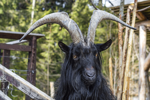 black goat in the enclosure of the zoo in the Carpathians.