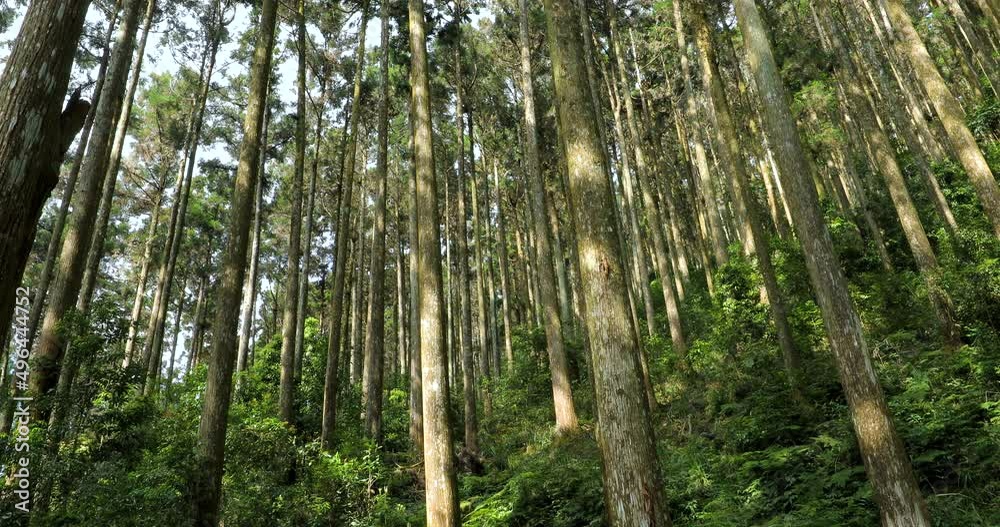 Towering spruce trees in a forest recreation area in a national park Towering spruce trees in a forest recreation area in a national park