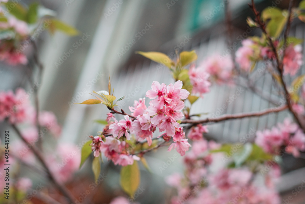 Closeup of beautiful cherry blossoms in a garden Closeup of beautiful cherry blossoms in a garden