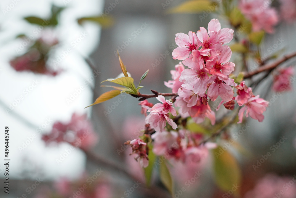 Closeup of beautiful cherry blossoms in a garden Closeup of beautiful cherry blossoms in a garden