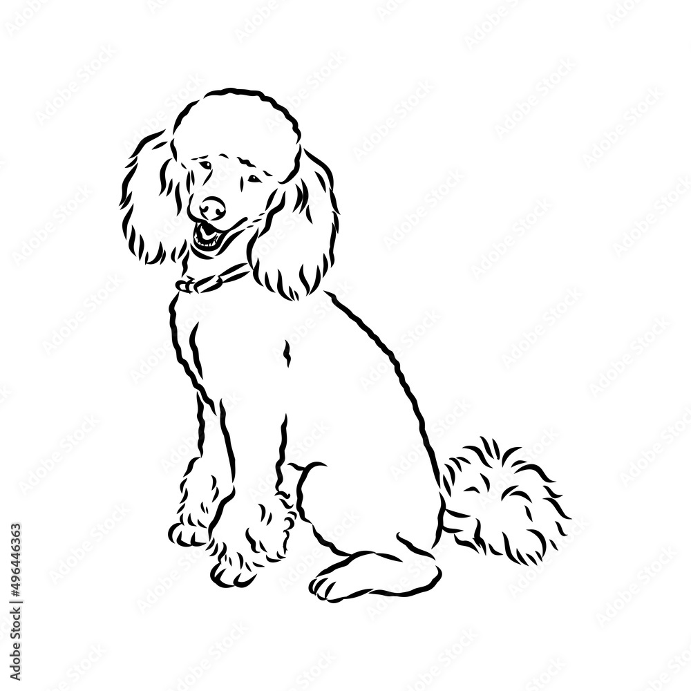 Fototapeta premium Polar bear illustration, drawing, engraving, ink, line art, vector