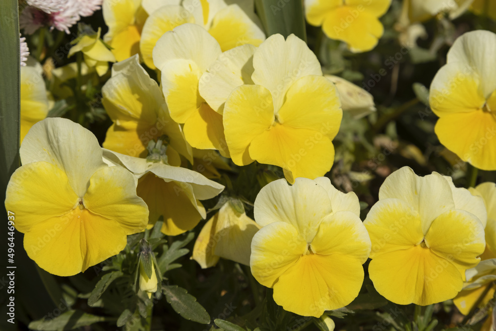 Fleurs de pensée jaunes Fleurs de pensée jaunes