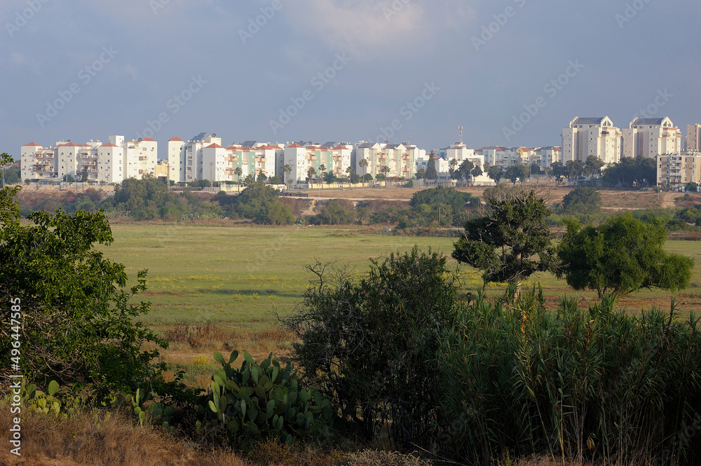 Trees, bushes, grass and cacti on waste ground near the town in Israel