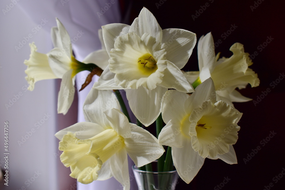 bouquet of daffodils in the bright sun
