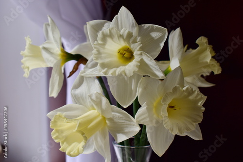 bouquet of daffodils in the bright sun